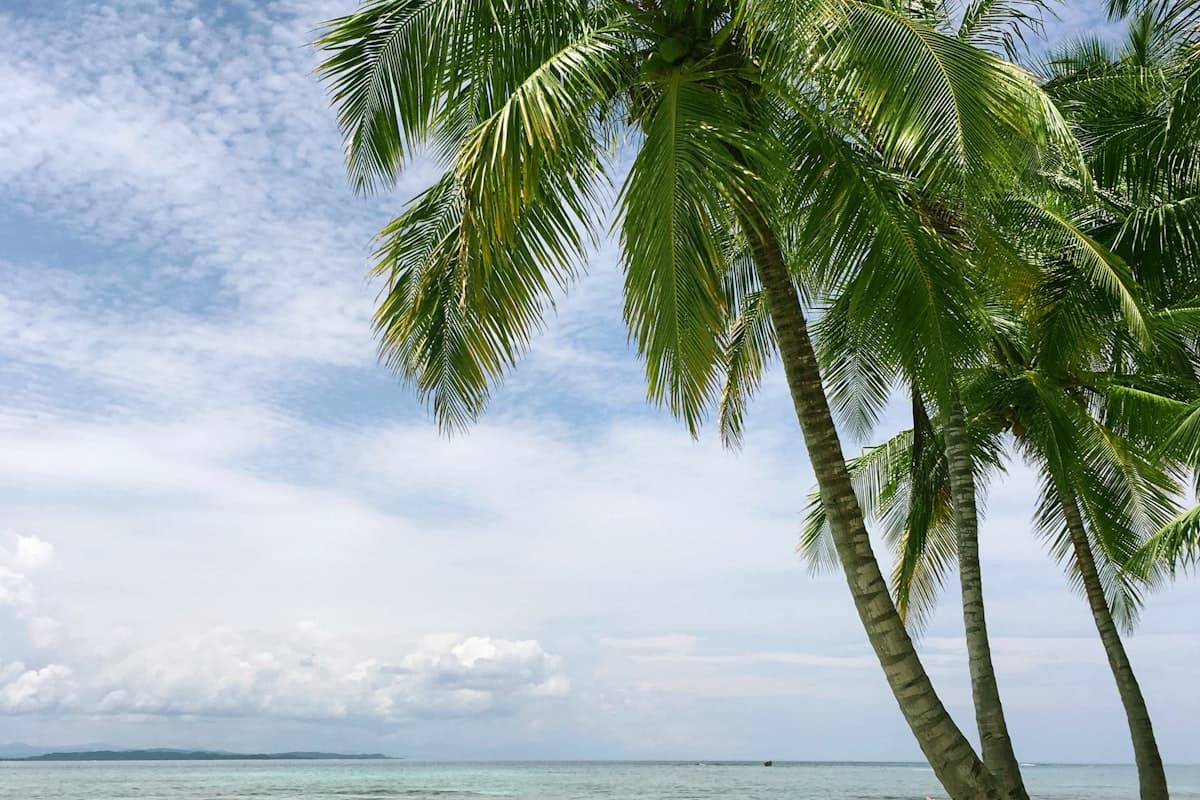 Тропические пальмы на фоне спокойного моря — лучшее время для поездки
