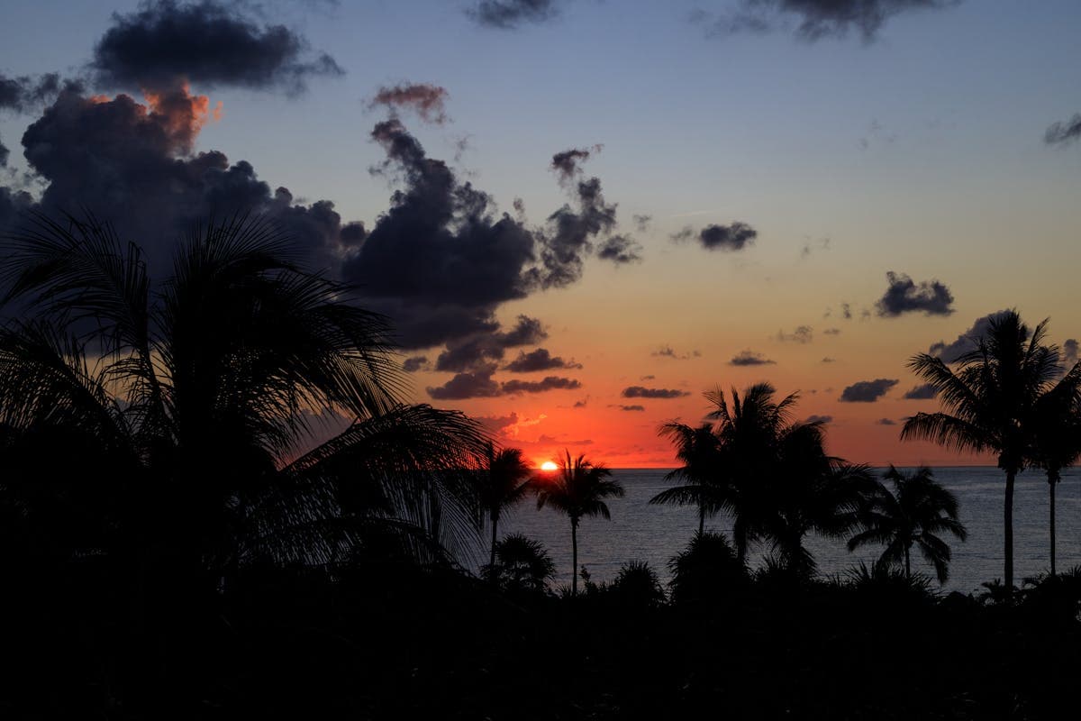 Закат на пляже Лонг Бич — силуэты пальм на фоне оранжевого неба