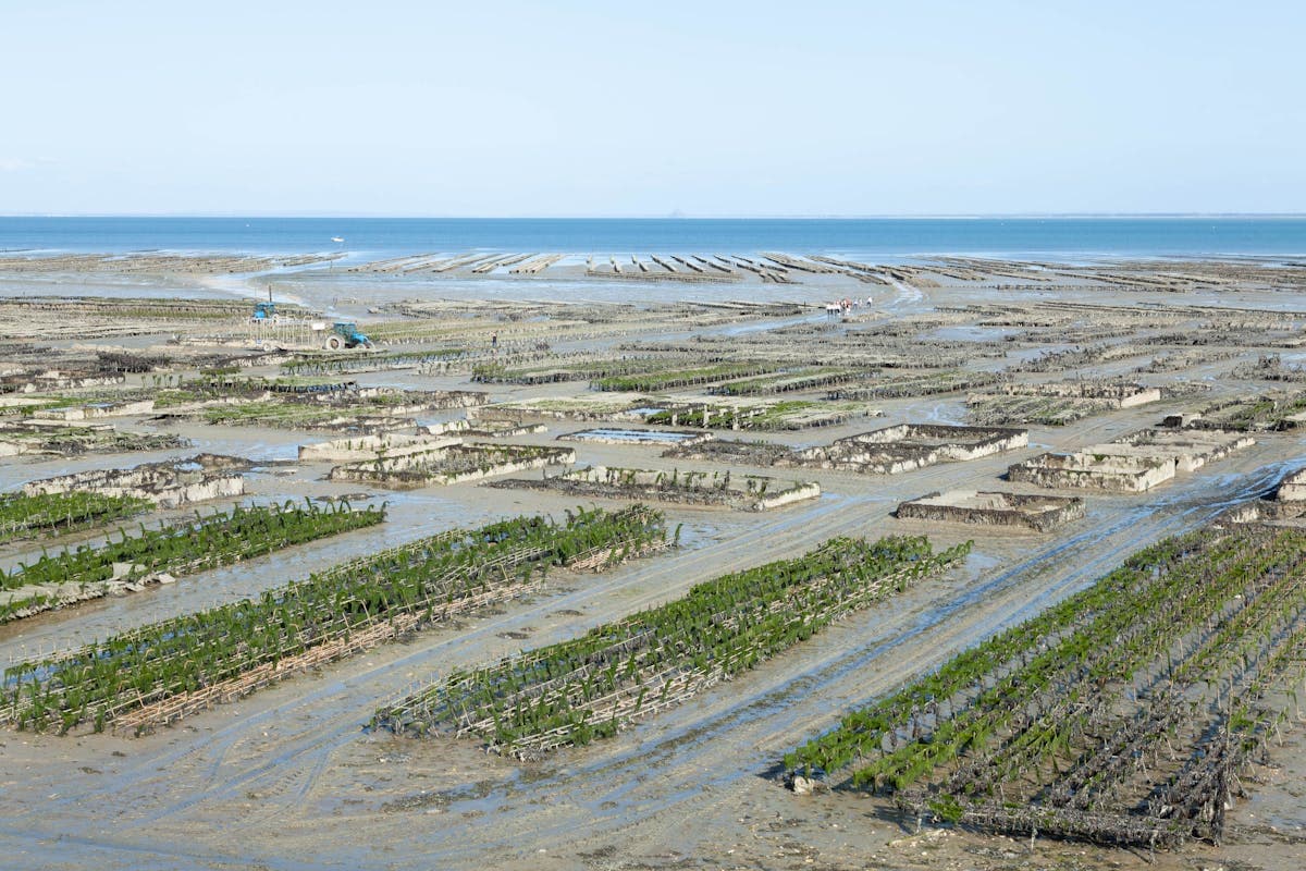 Устричная ферма на побережье — ряды садков для выращивания жемчуга