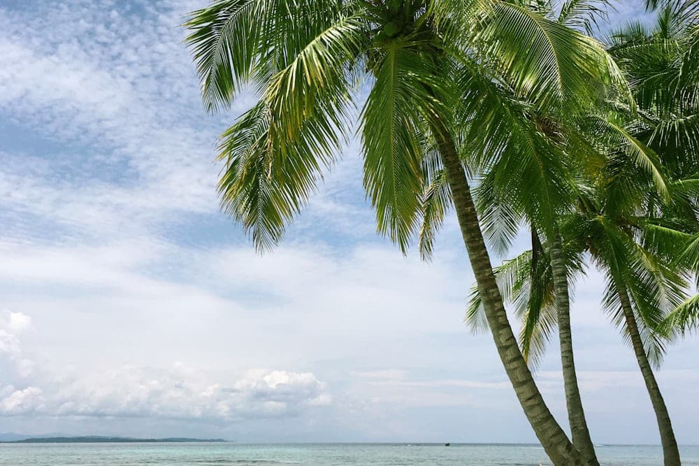 Кокосовые пальмы на фоне моря и облаков — типичный пейзаж Фукуока