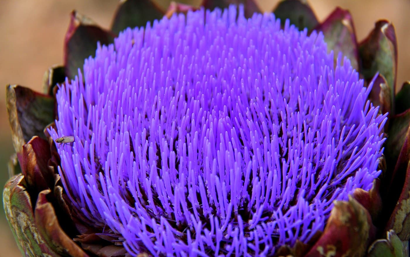 An artichoke in flower in Dalat: a head of purple tubular florets among dark bracts