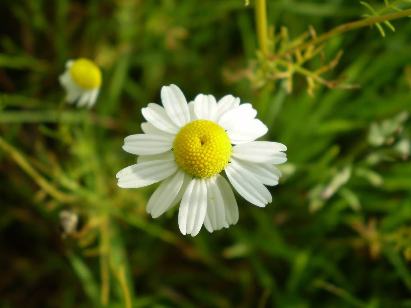 A chamomile flower with white petals and a yellow centre against grass
