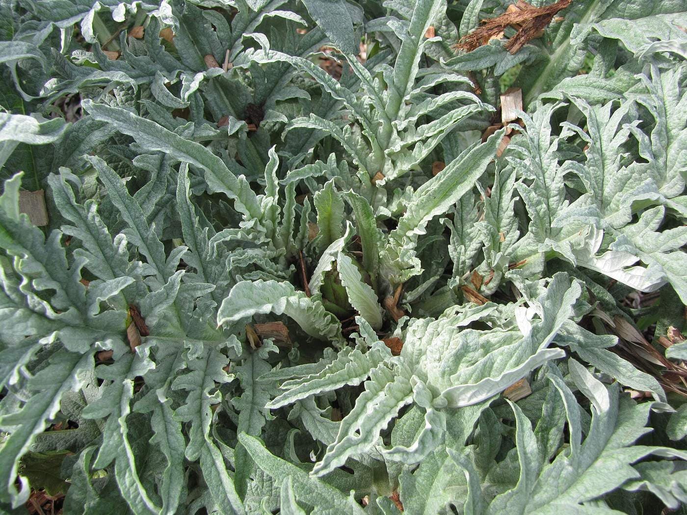 Close-up of silvery green, deeply lobed artichoke leaves, Cynara scolymus