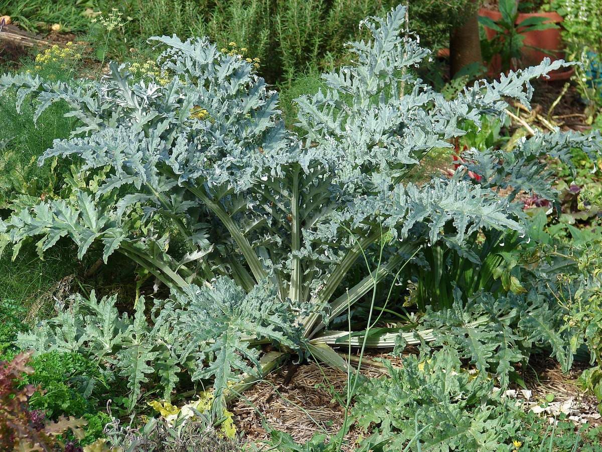 A whole artichoke plant: a rosette of silvery, deeply lobed leaves on thick fleshy stalks