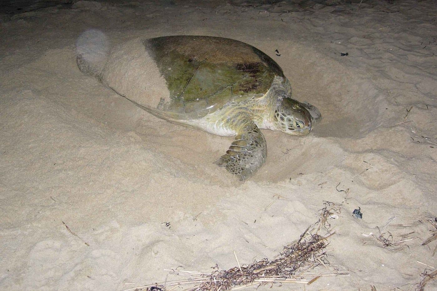 Зелёная морская черепаха ночью в вырытой ямке на песке — момент кладки яиц