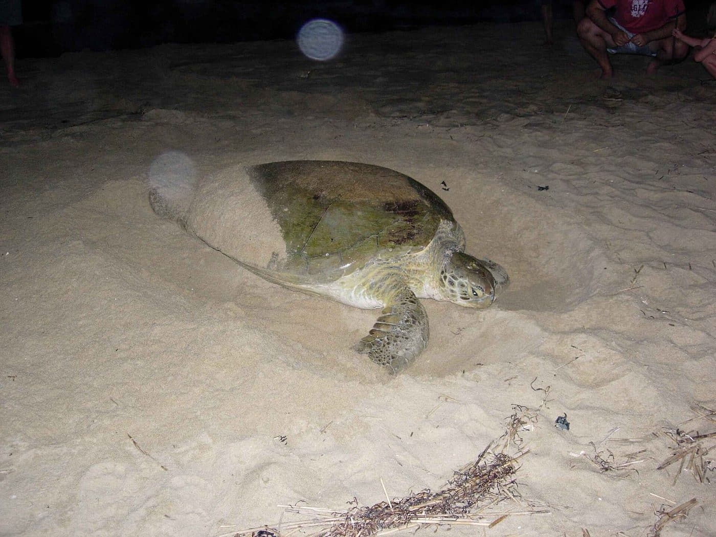 Зелёная морская черепаха ночью в вырытой яме на песке, рядом стоят наблюдатели