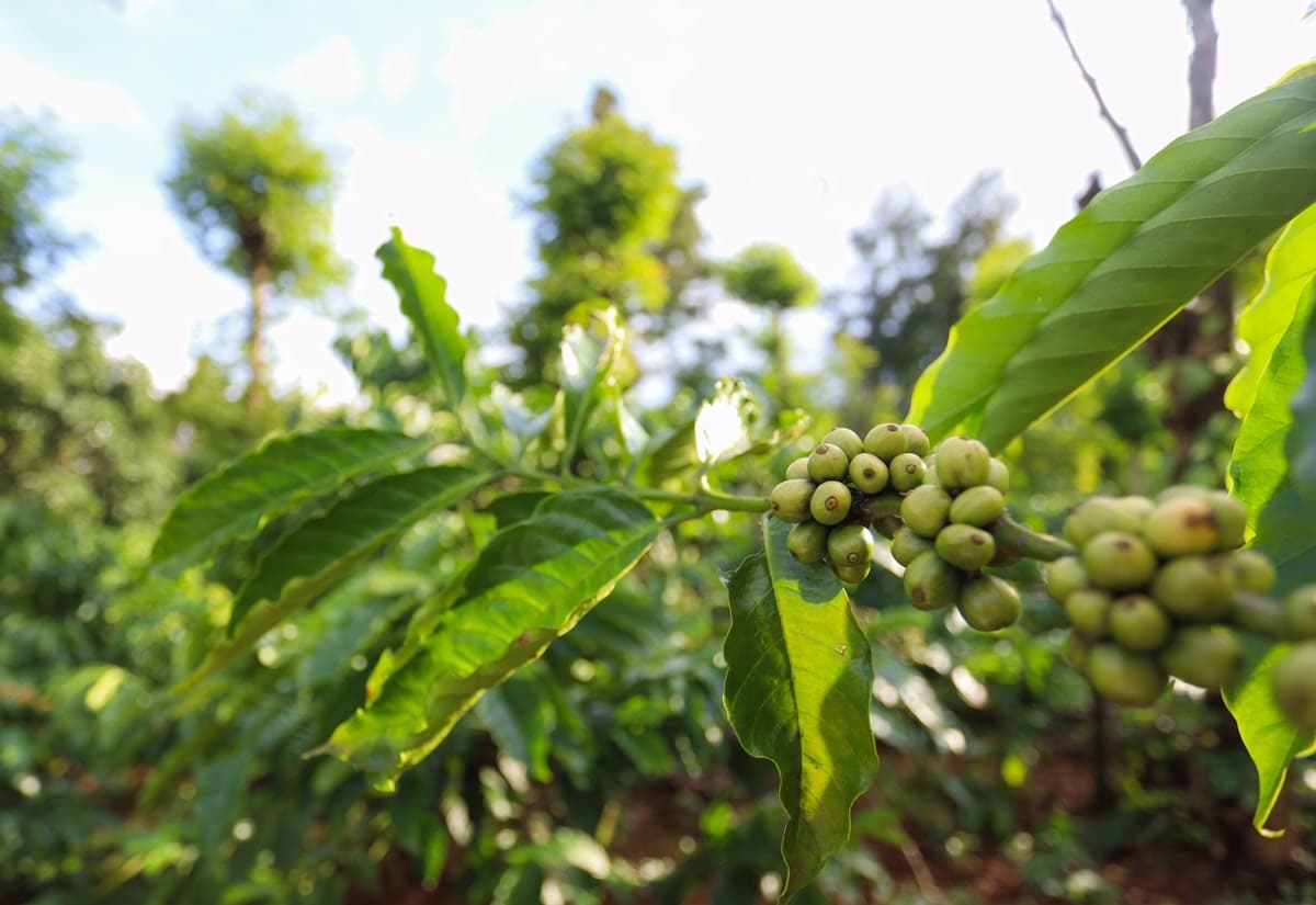Кофейная плантация во Вьетнаме — зелёные ягоды кофе созревают на ветке дерева