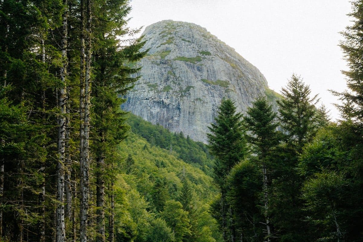 Живописная горная дорога из Нячанга в Далат через сосновые леса и кофейные плантации