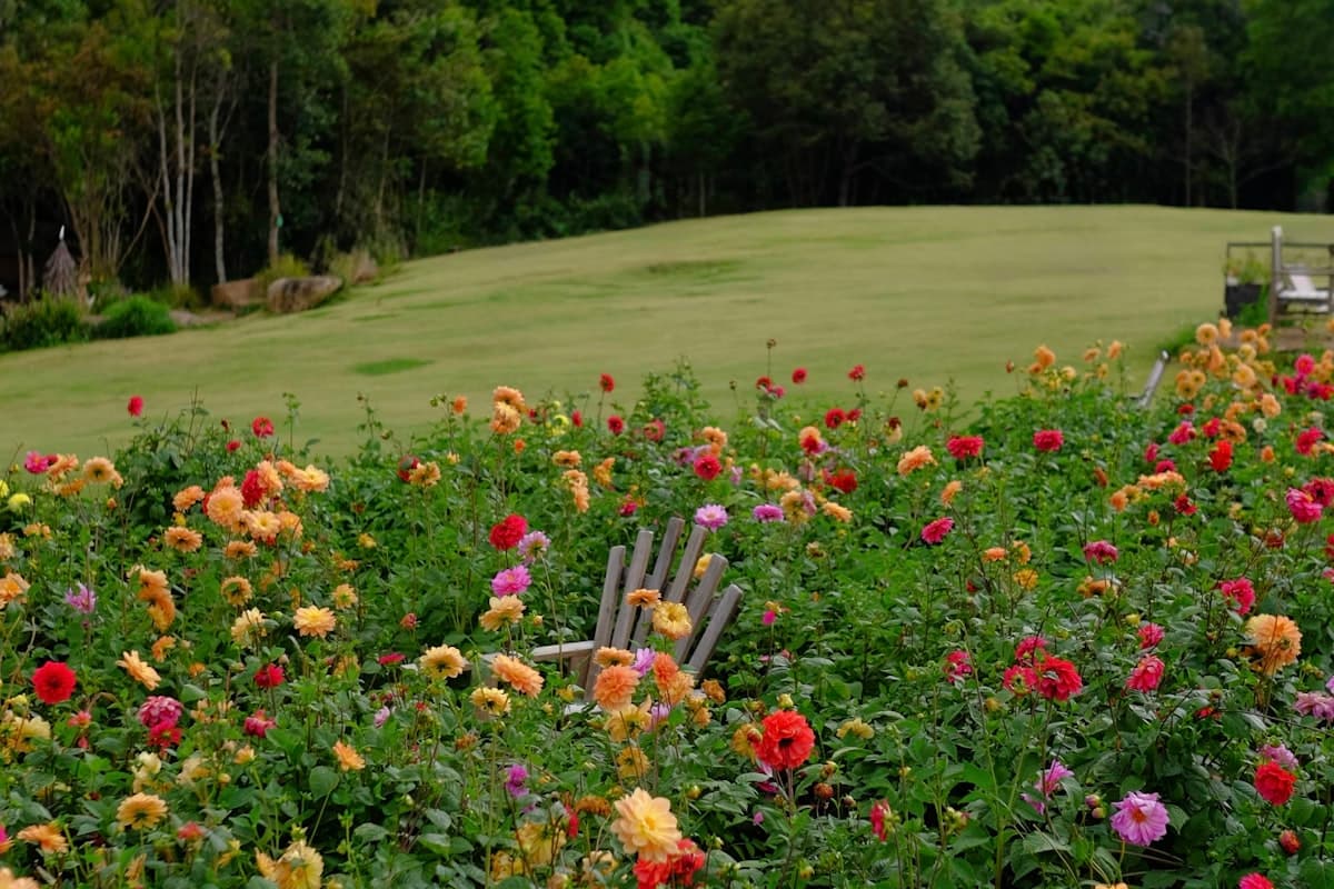 Солнечный день в Далате — цветущие сады в сухой сезон