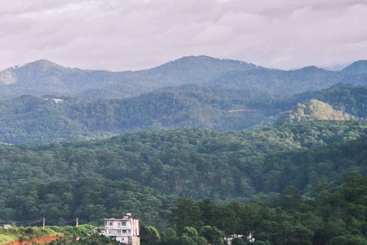 Сосновые леса Далата на высоте 1500 метров в провинции Ламдонг