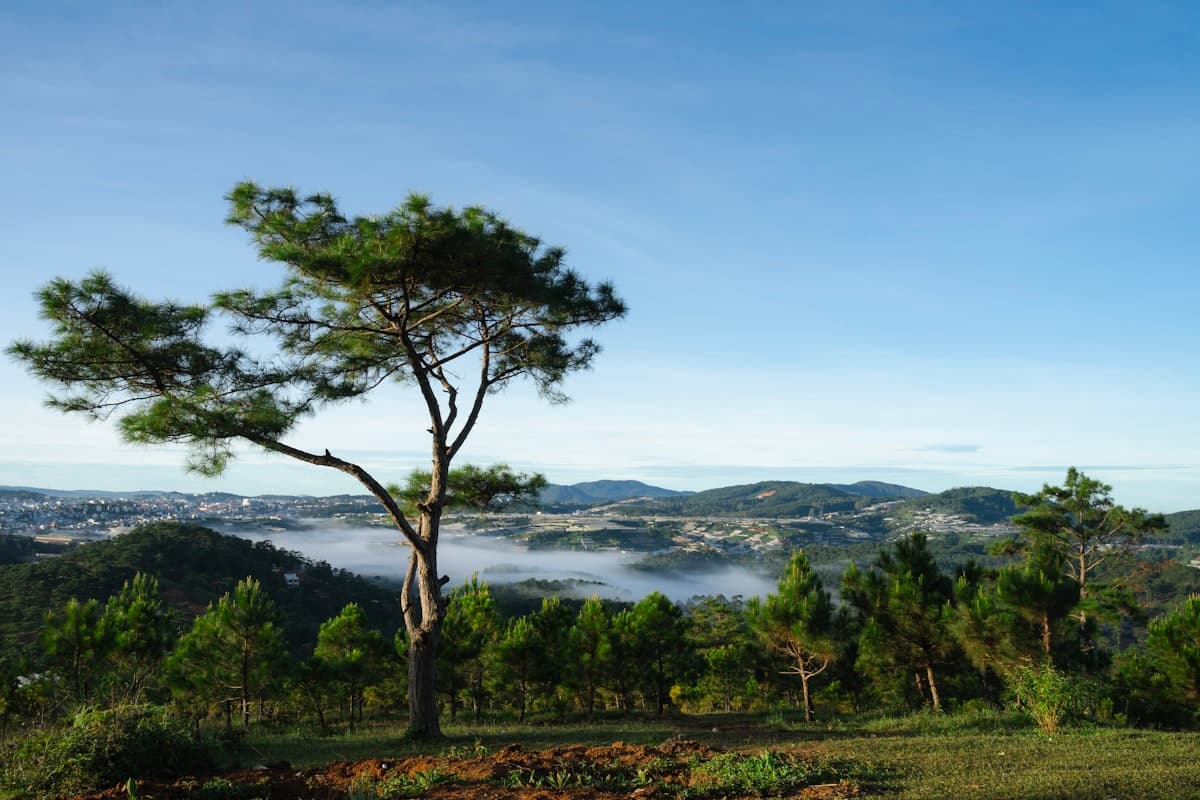 Долина Любви в Далате — зелёные холмы и озеро среди сосновых лесов