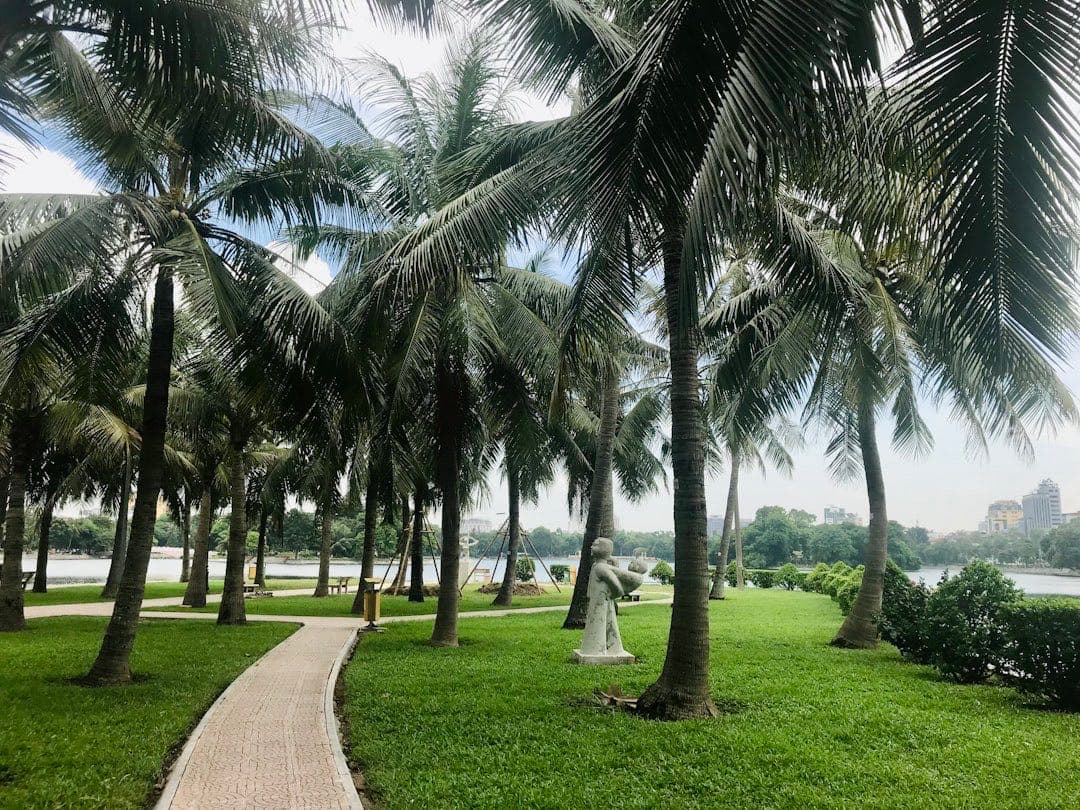 Тропический парк с кокосовыми пальмами и дорожкой на территории курорта Муйне