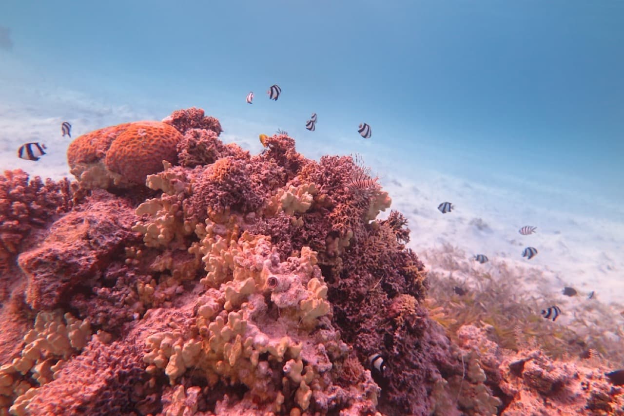 Дайвер рядом с косяком тропических рыб у кораллового рифа под водой