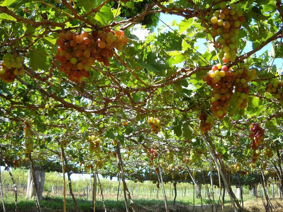 Red and green grape bunches on a trellis at a Phan Rang vineyard