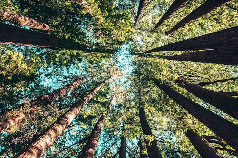 Высокие деревья тропического леса с солнечным светом сквозь крону