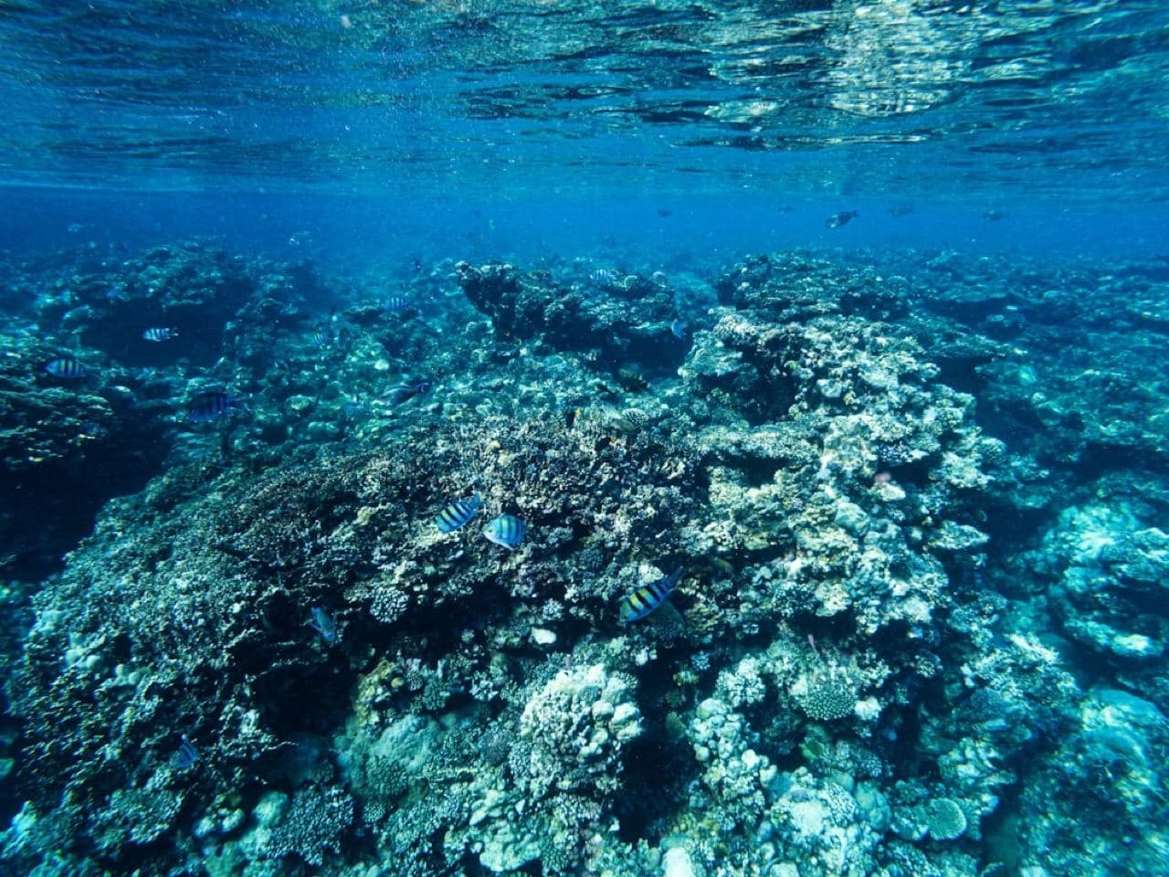 Морская черепаха плывёт у кораллового рифа в водах Фукуока