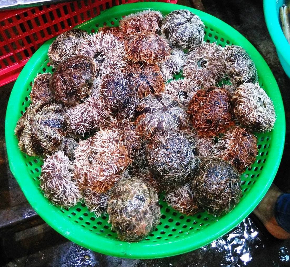 Живые морские ежи в зелёной пластиковой корзине на вьетнамском рыбном рынке
