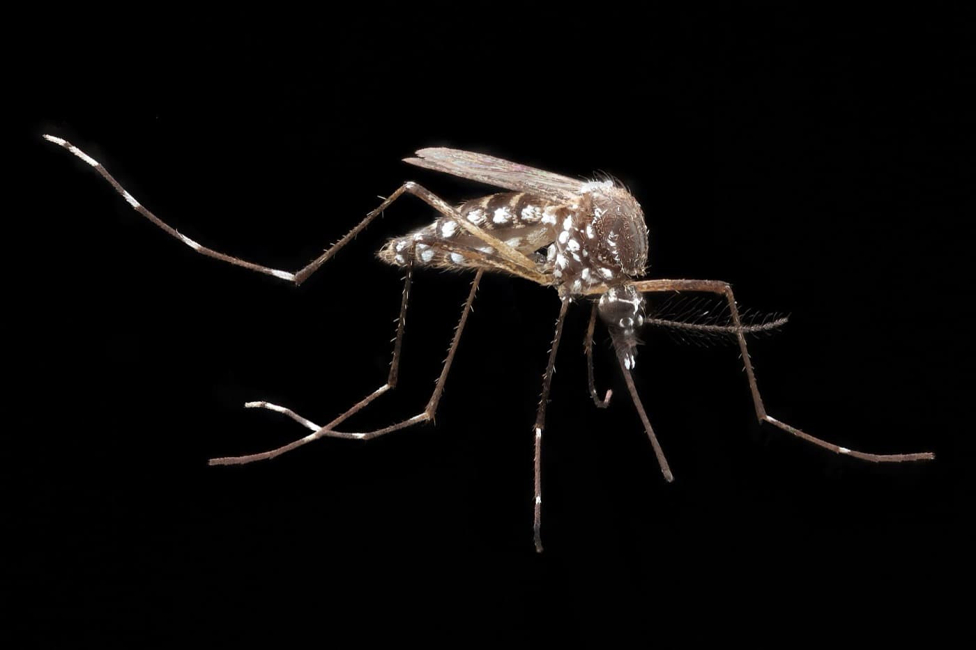 Комар Aedes aegypti, переносчик лихорадки денге, макроснимок на чёрном фоне