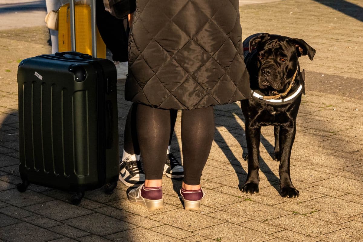 Traveller with a suitcase and a dog before an international flight