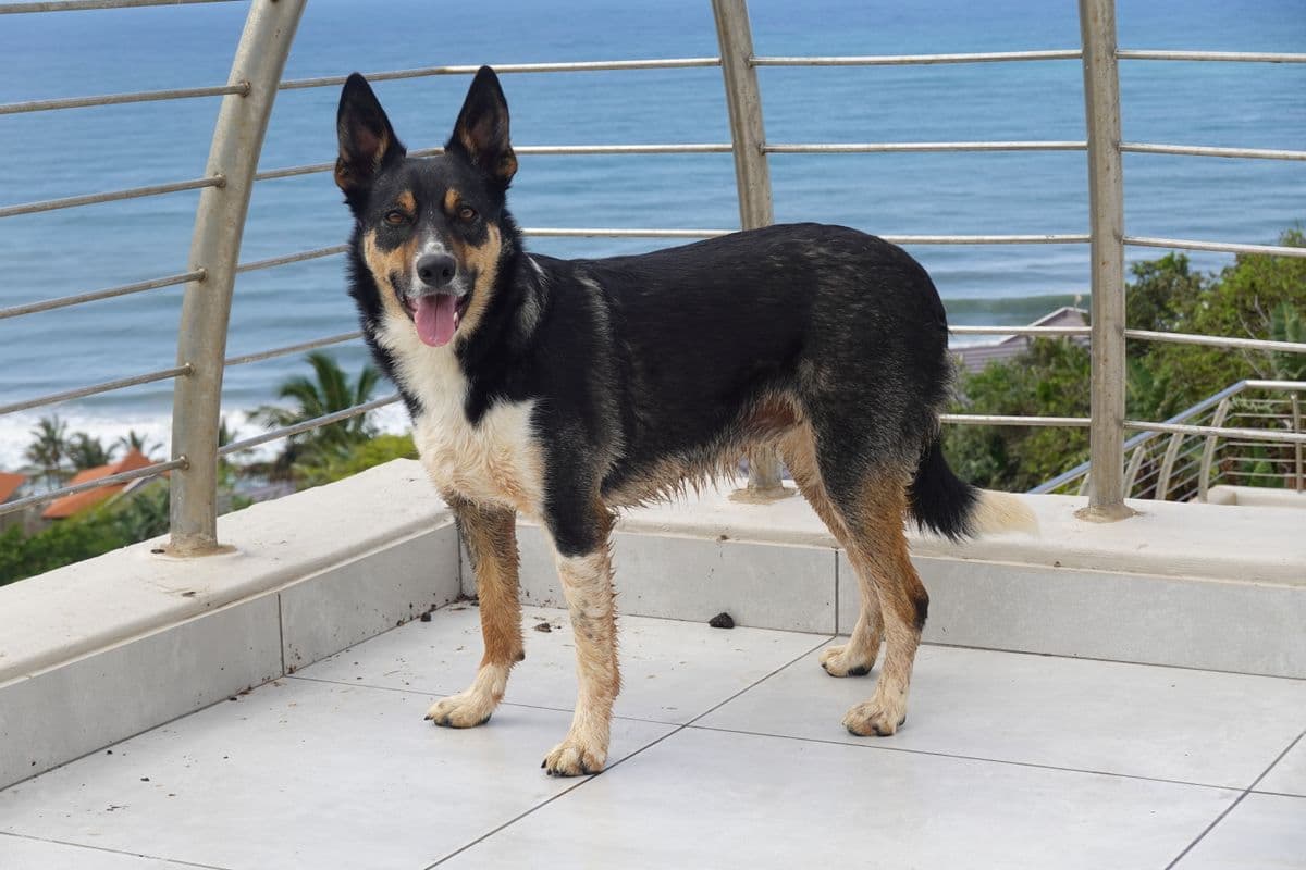Dog on the terrace of a rented apartment overlooking the sea