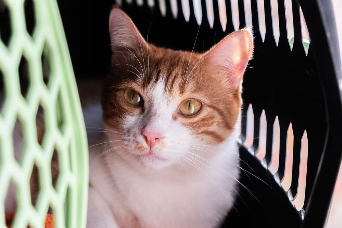 Cat settled inside a hard-sided travel carrier