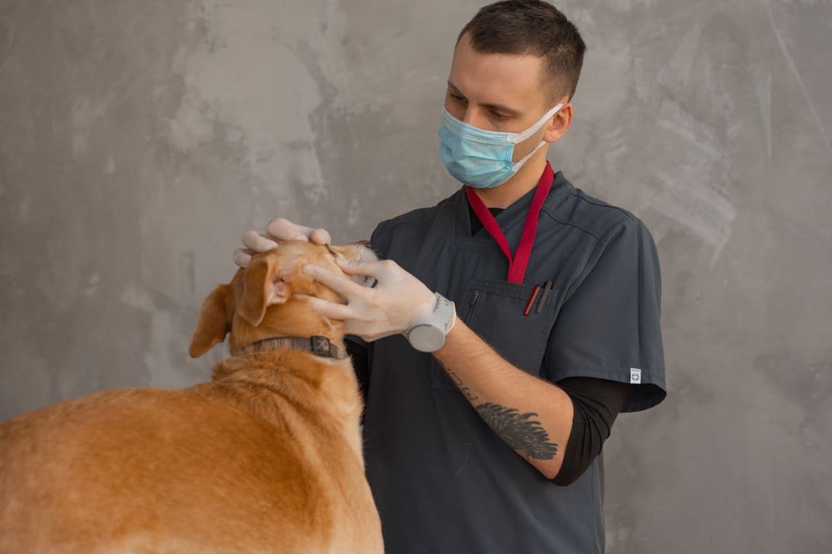 Vet examining a dog at an international clinic in Vietnam