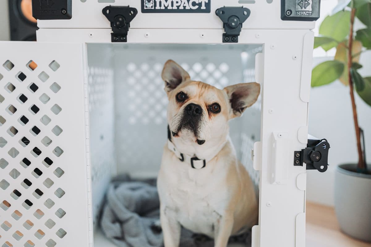 IATA-compliant travel crate used for flying a pet in the hold