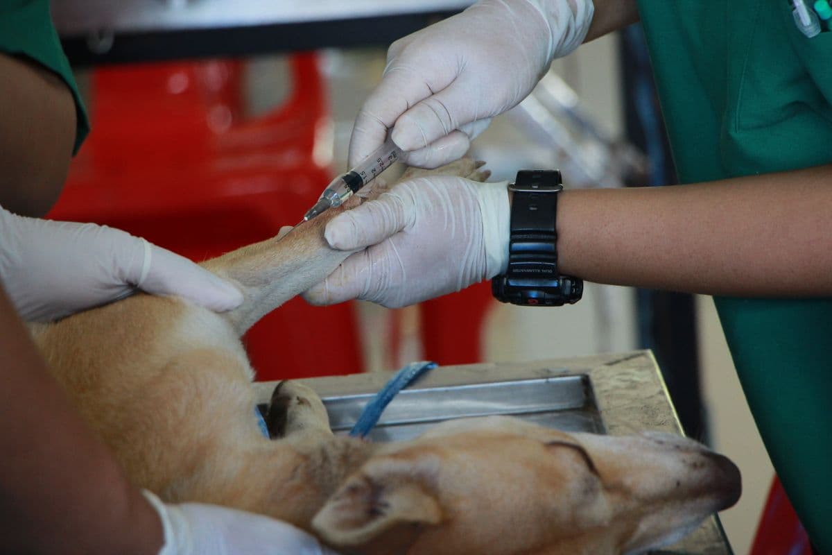 Vets giving a dog its rabies shot before the paperwork is filed