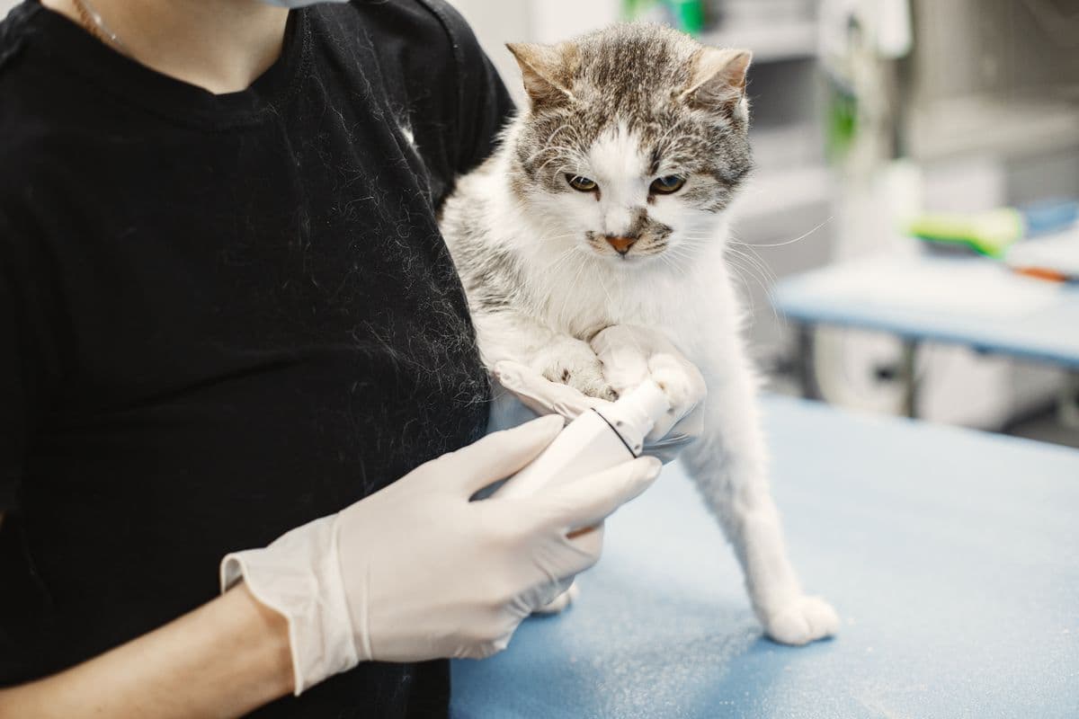 Vet examining a cat during a pre-export health check