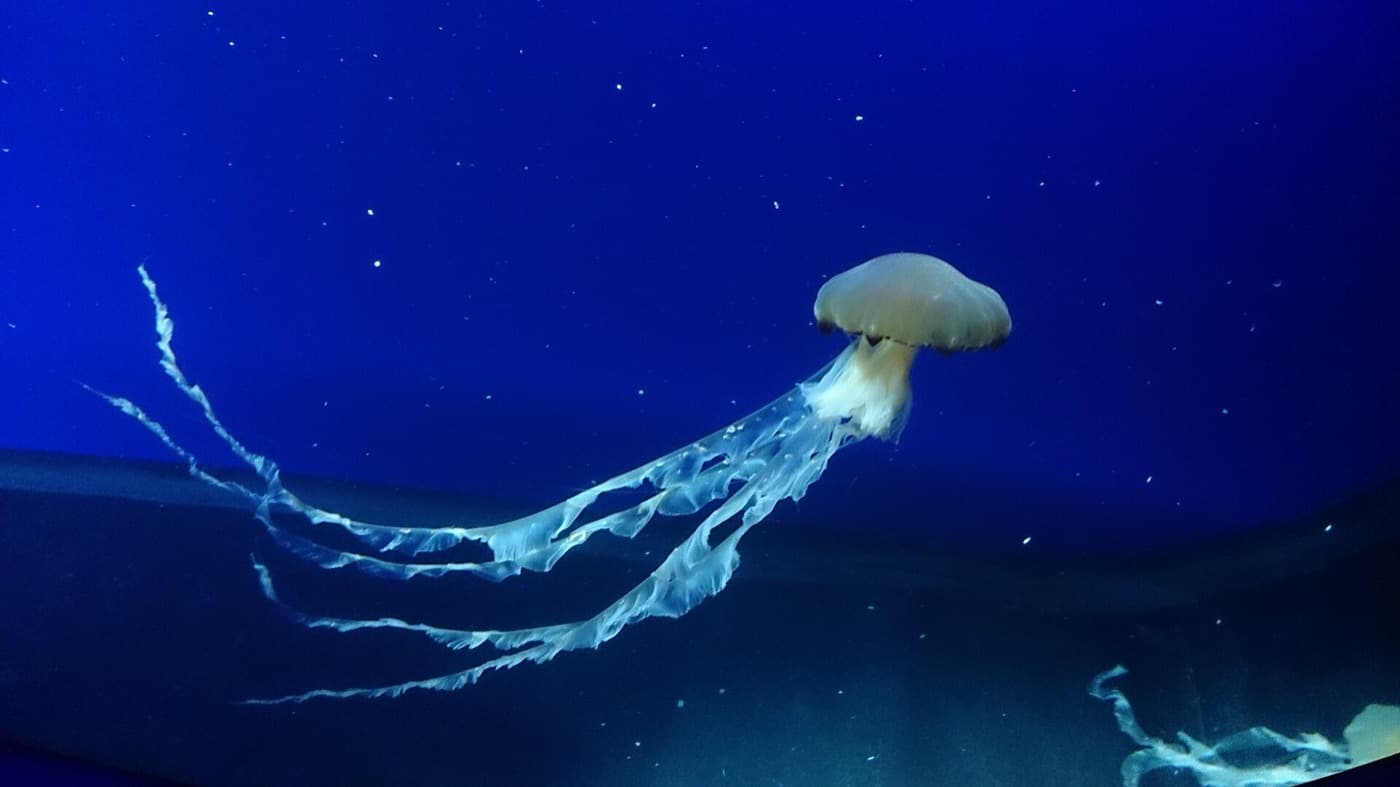 Медуза Chrysaora chinensis с бледным куполом и длинными щупальцами на тёмно-синем фоне
