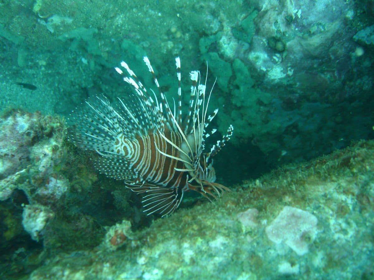 Крылатка Pterois antennata с полосатыми колючими плавниками у камней под водой у Хойана