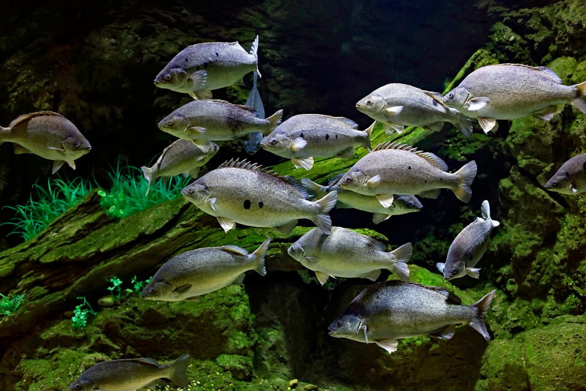 Дайвер среди тропических рыб в океанариуме — подводный мир VinWonders с 255 000 обитателями